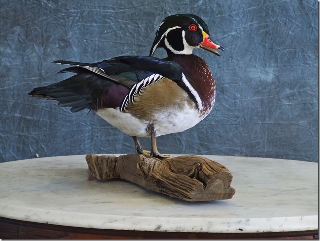 Waterfowl Mount.