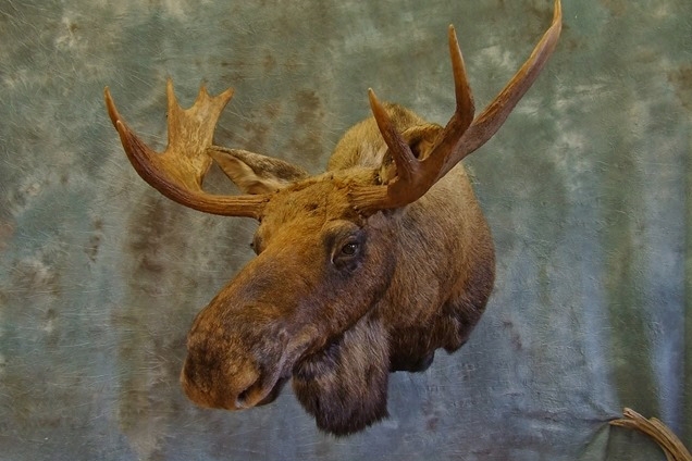 Newfoundland Moose.