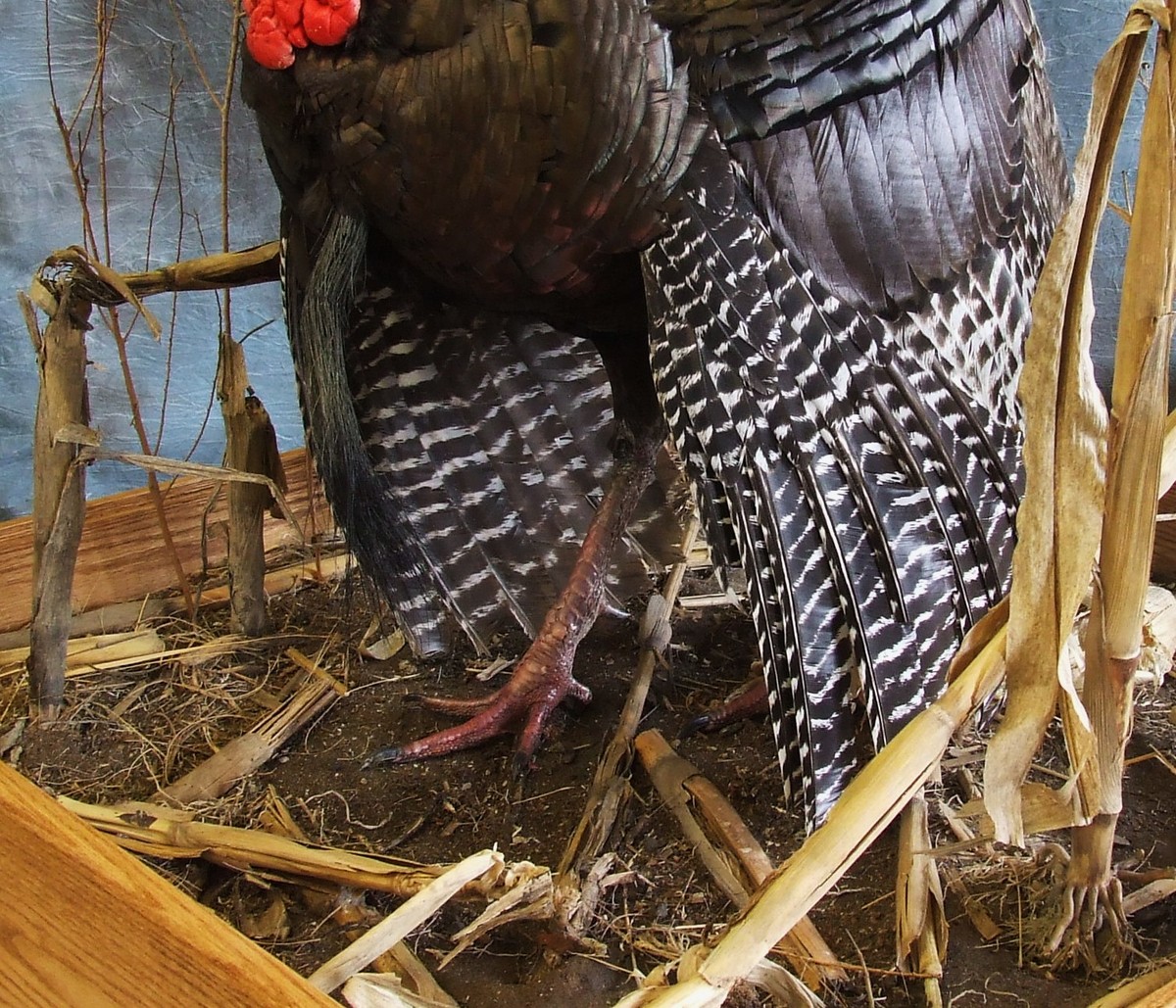 Custom Turkey Habitat.