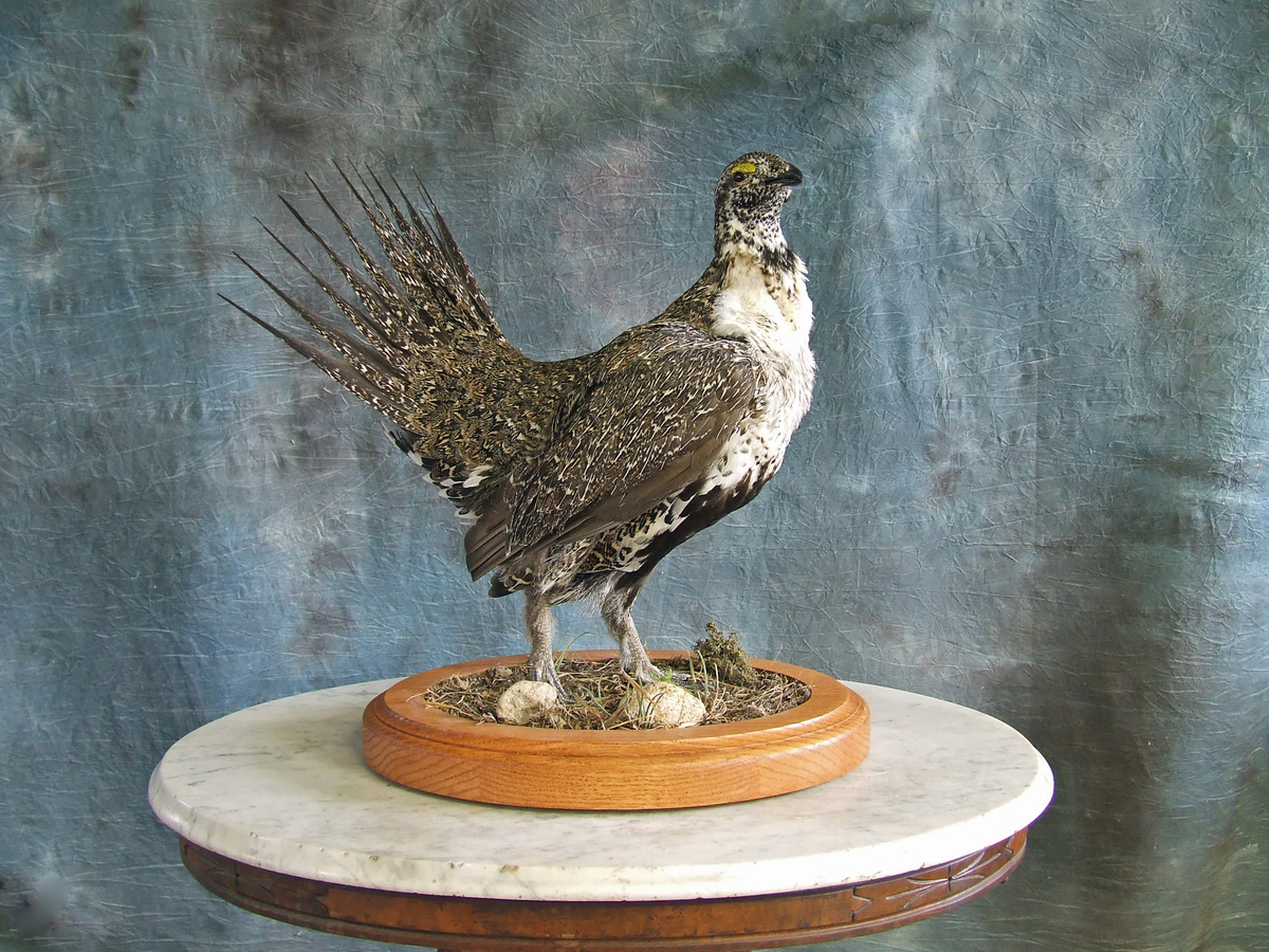 Grouse Custom Habitat.