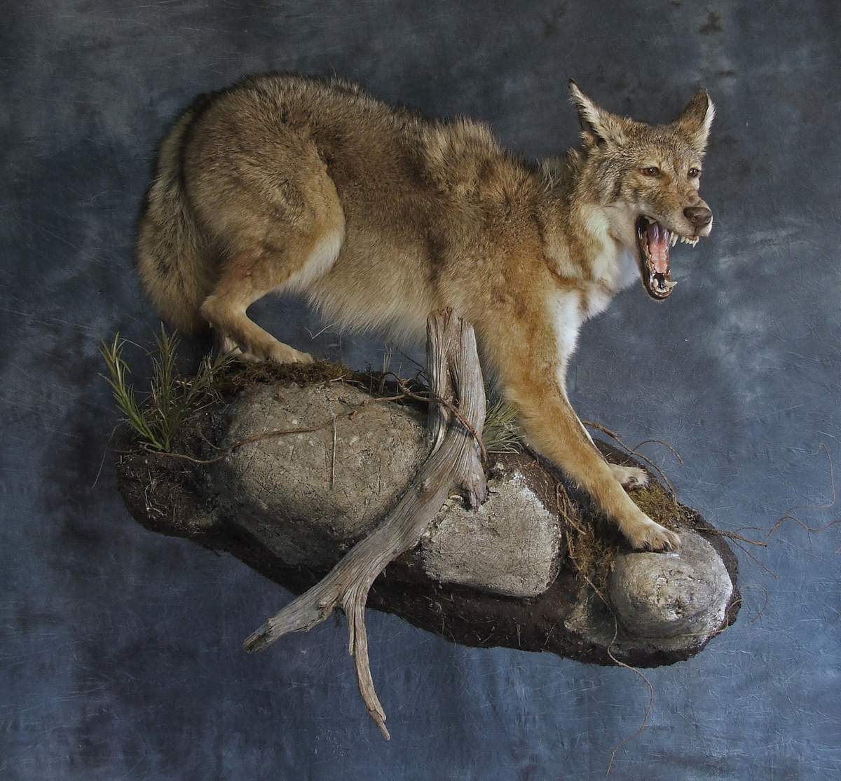 Coyote and Custom Habitat.