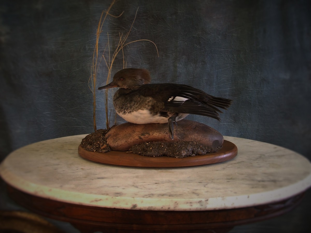 Waterfowl Taxidermy.