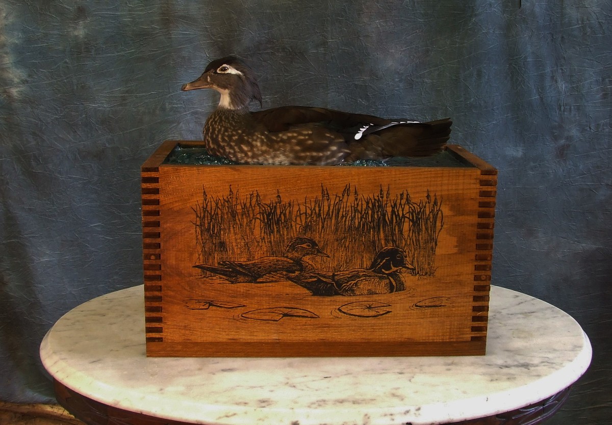 Bird Taxidermy.