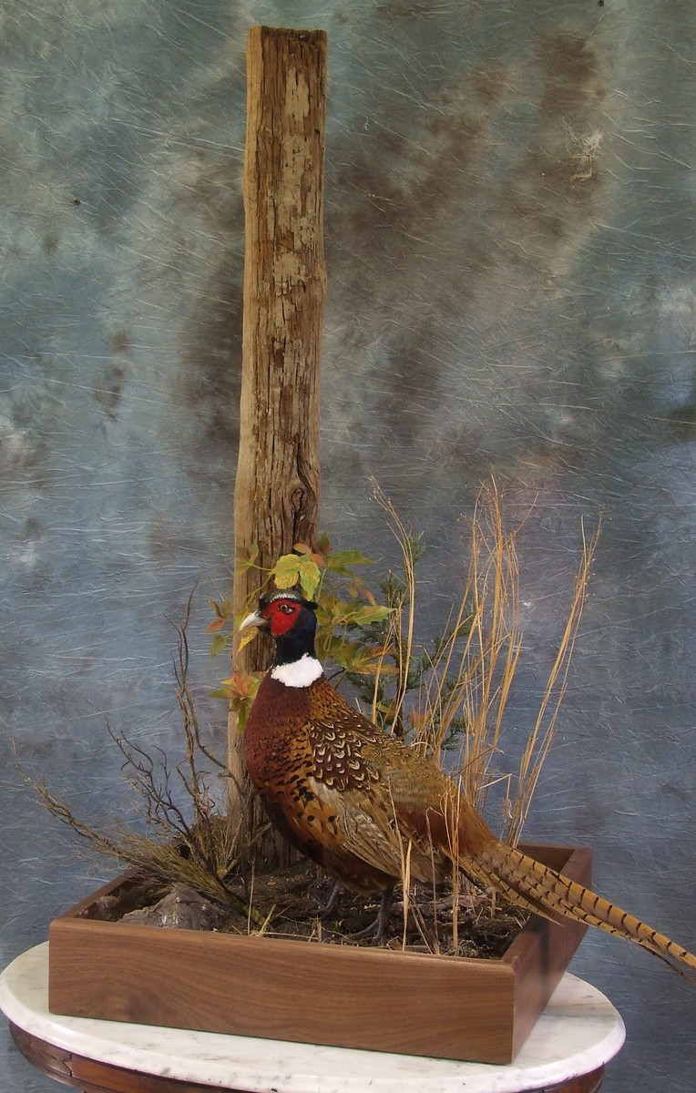 Pheasant Custom Habitat.