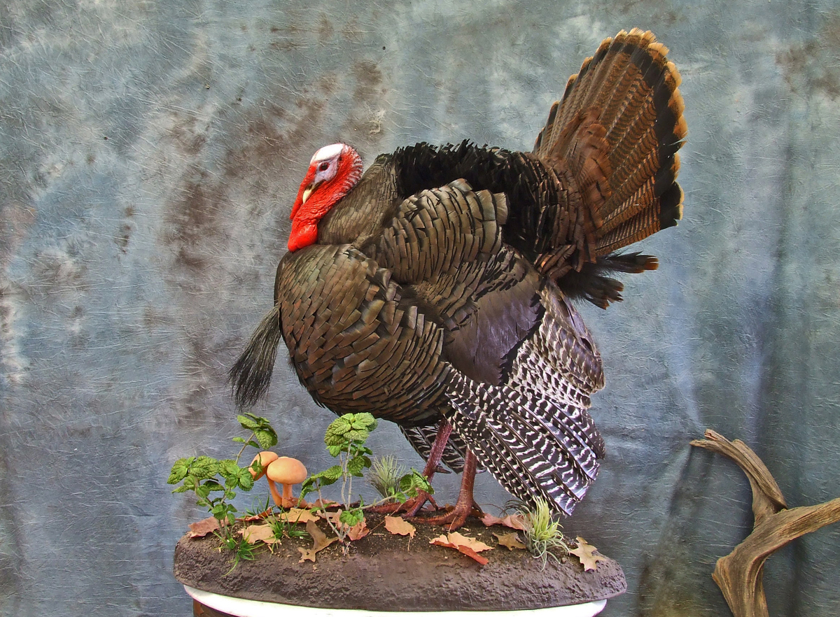 Turkey Habitat