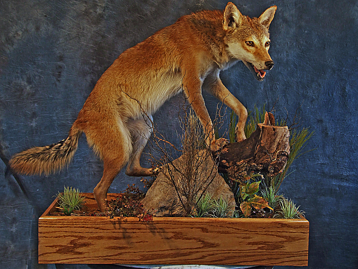 Red Coyote with full case and habitat.