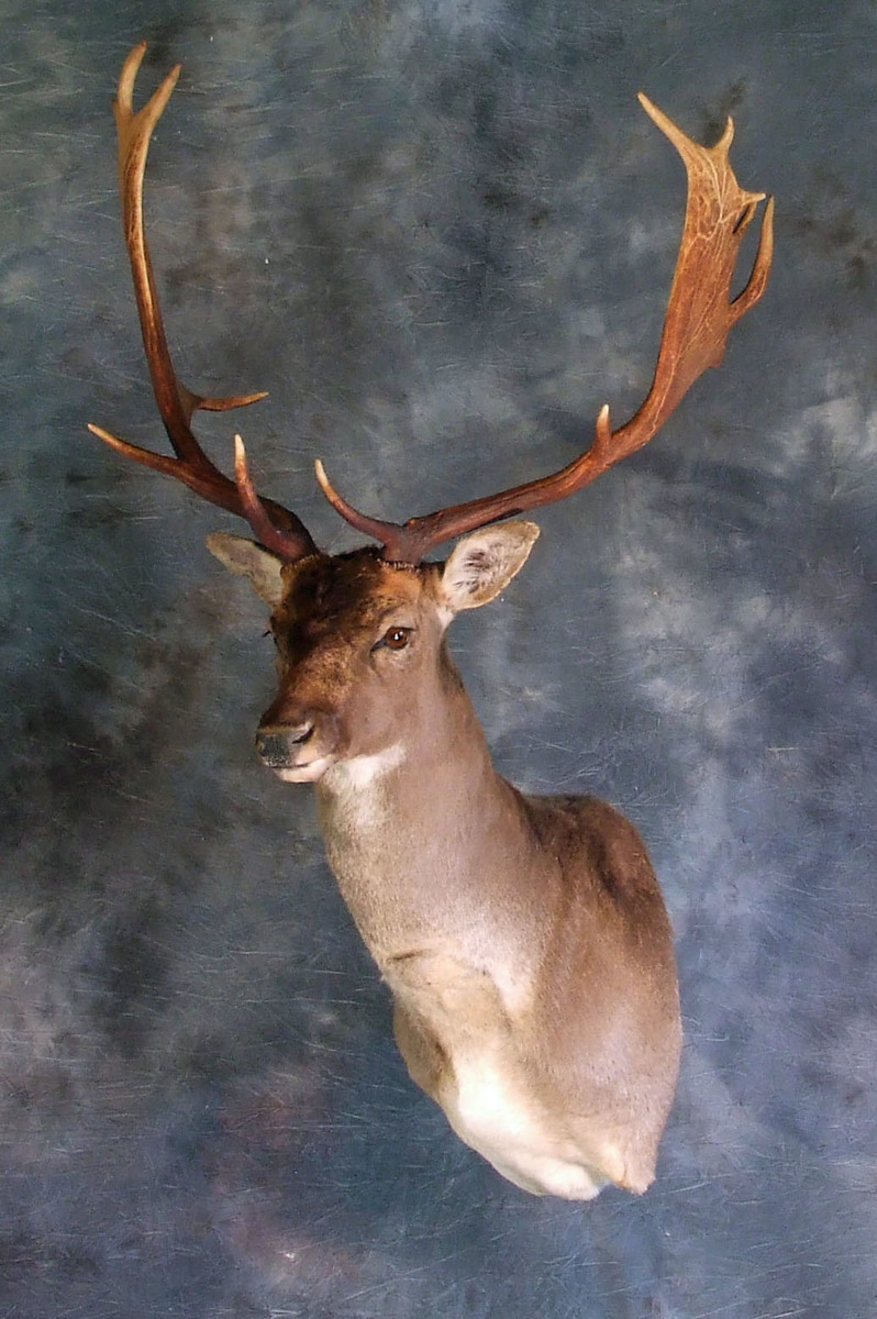 Fallow Deer.