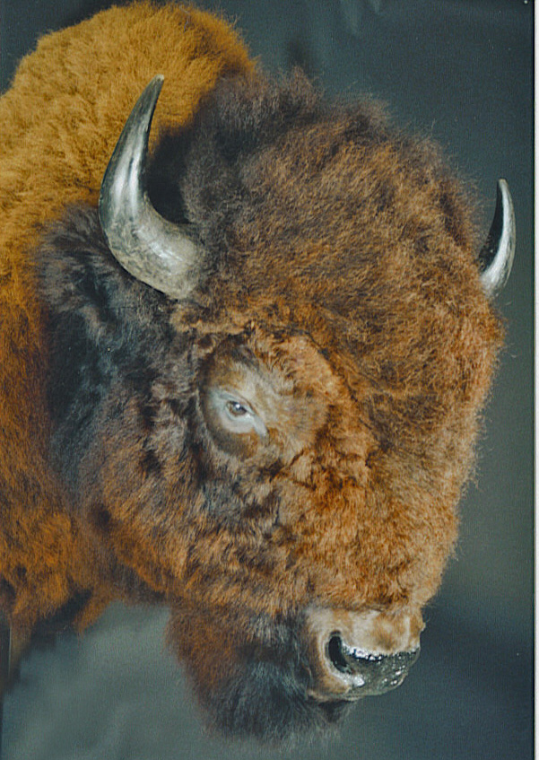 Buffalo