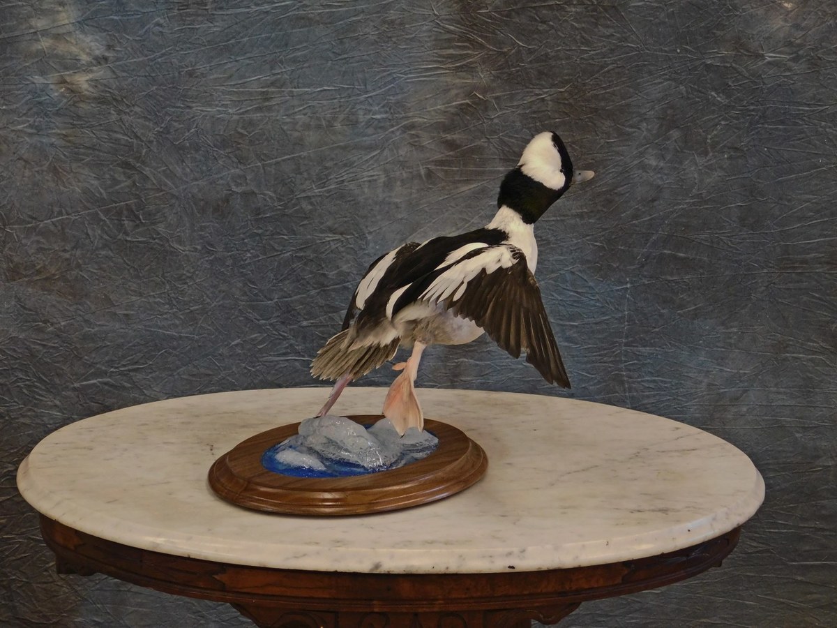 Bufflehead Drake.