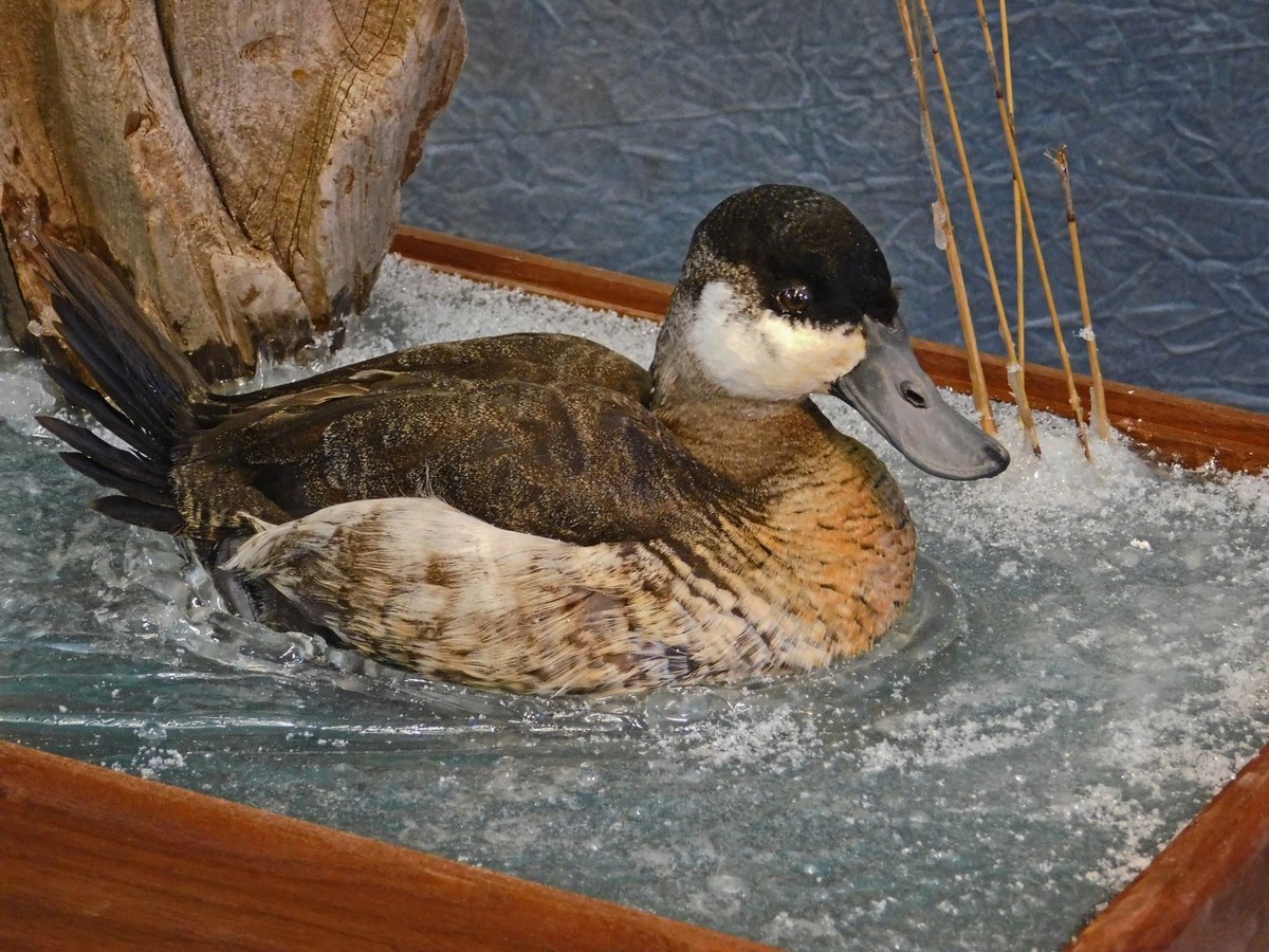 Ruddy Duck.