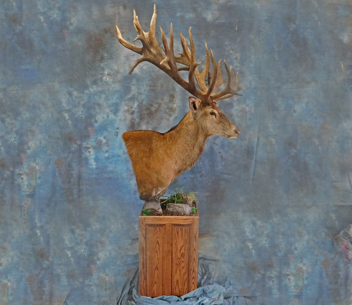 Pedestal mountStag.