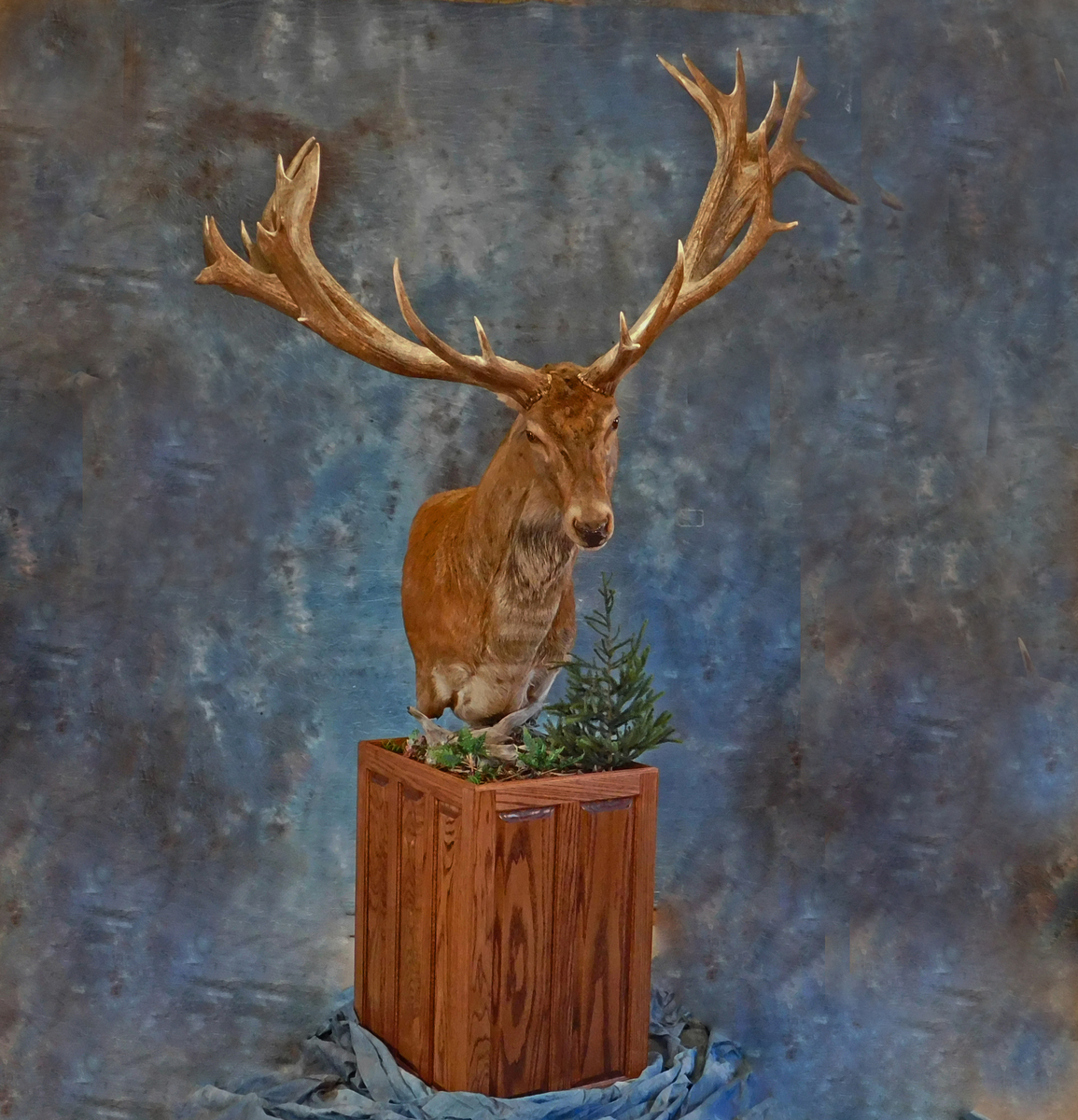 Pedestal Taxidermy.