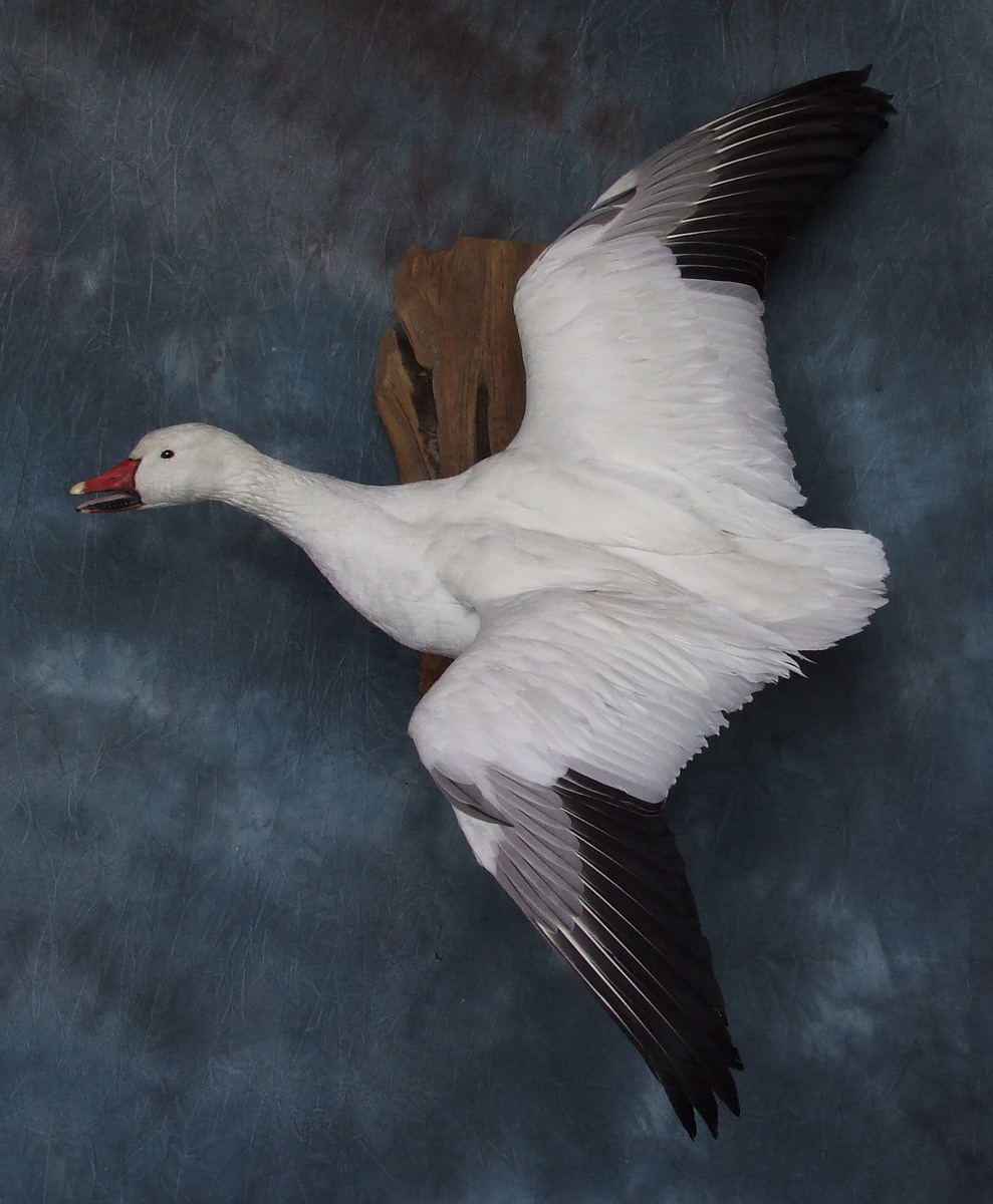 Snow Goose.