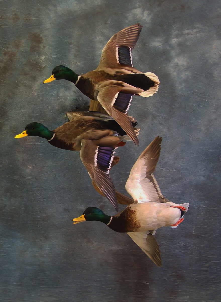 Mallards.