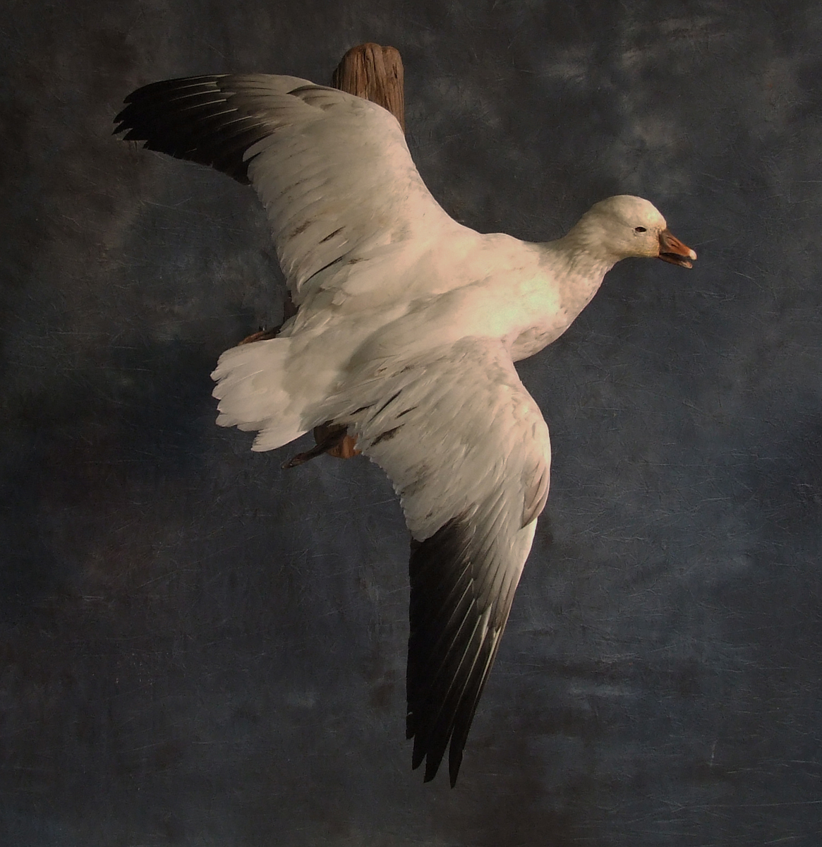 Snow Goose.