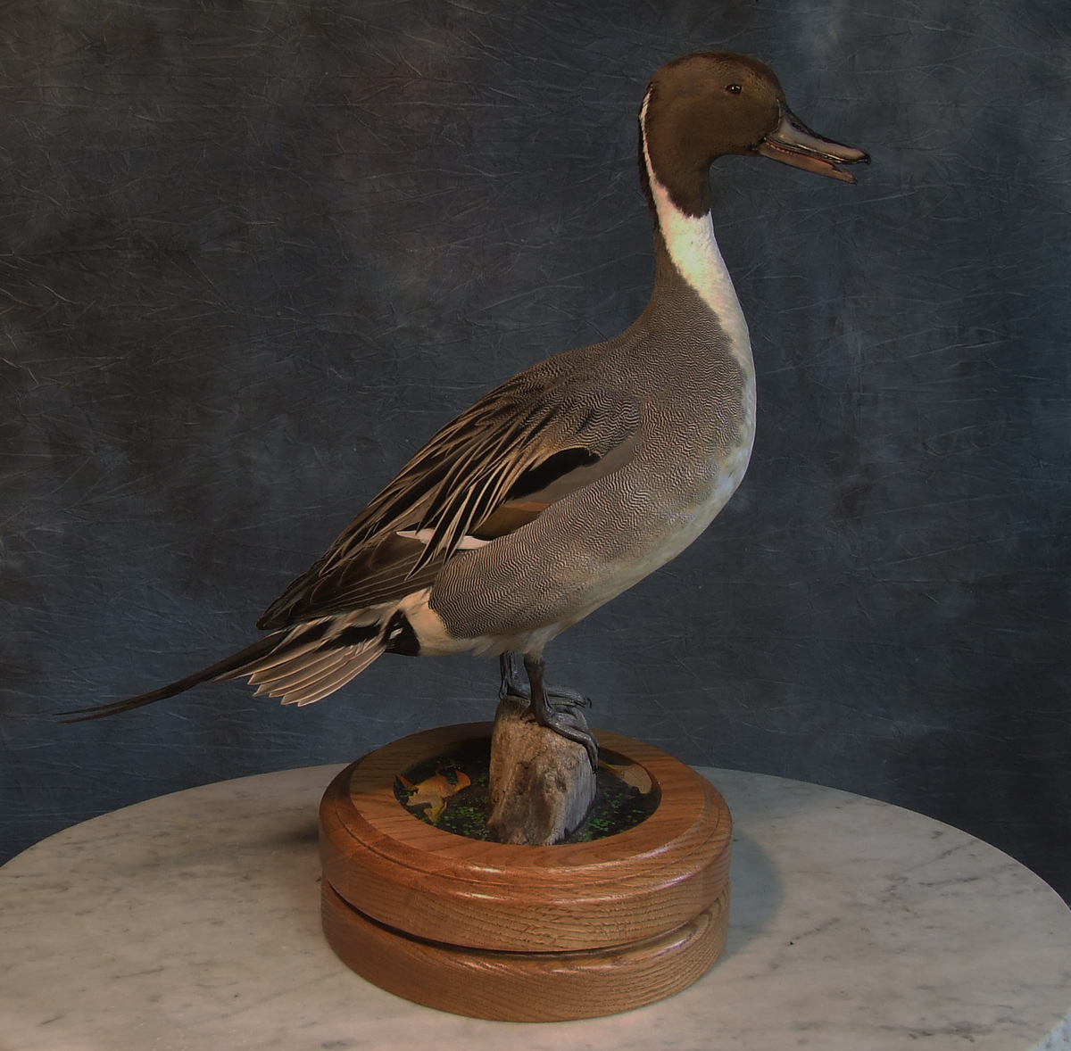 Pintail Drake.