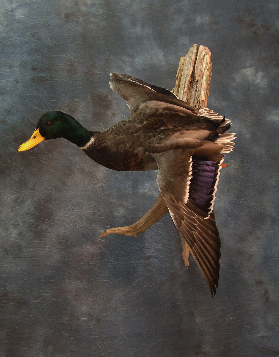 Mallard.