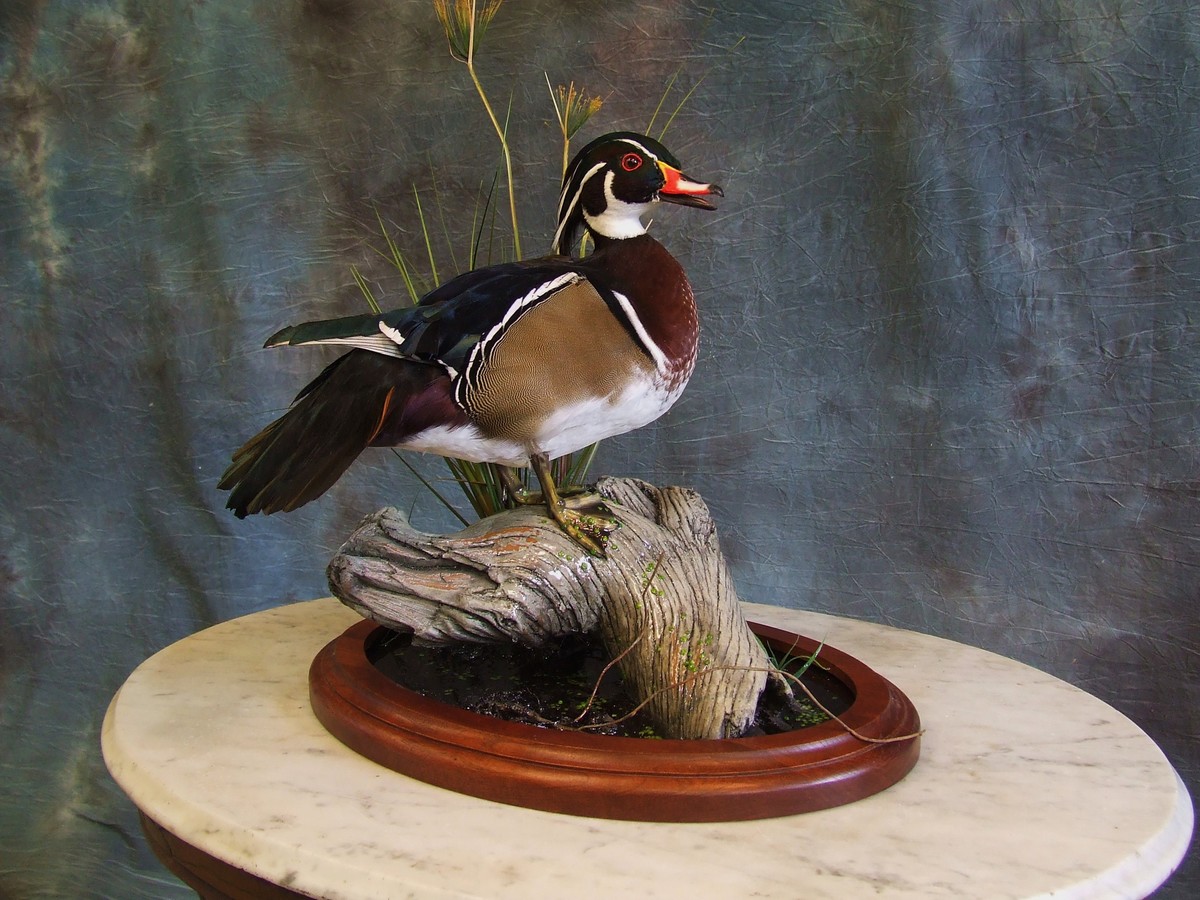 Waterfowl Mount.