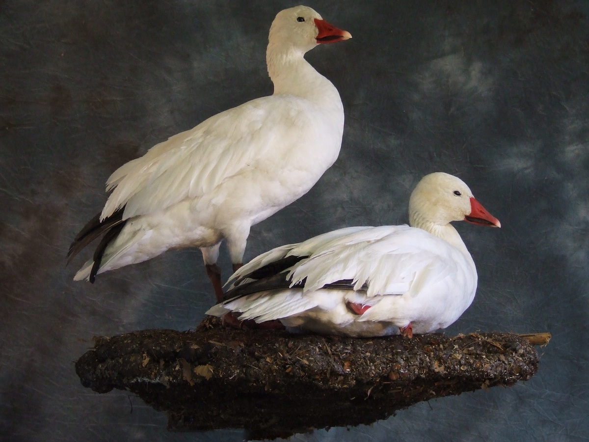 Snow Geese.