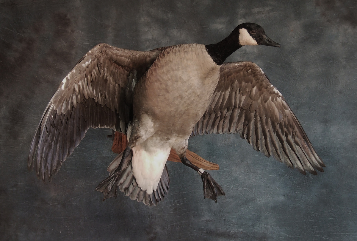 Canada Goose landing.