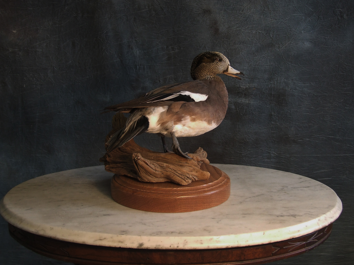 Widgeon Drake.