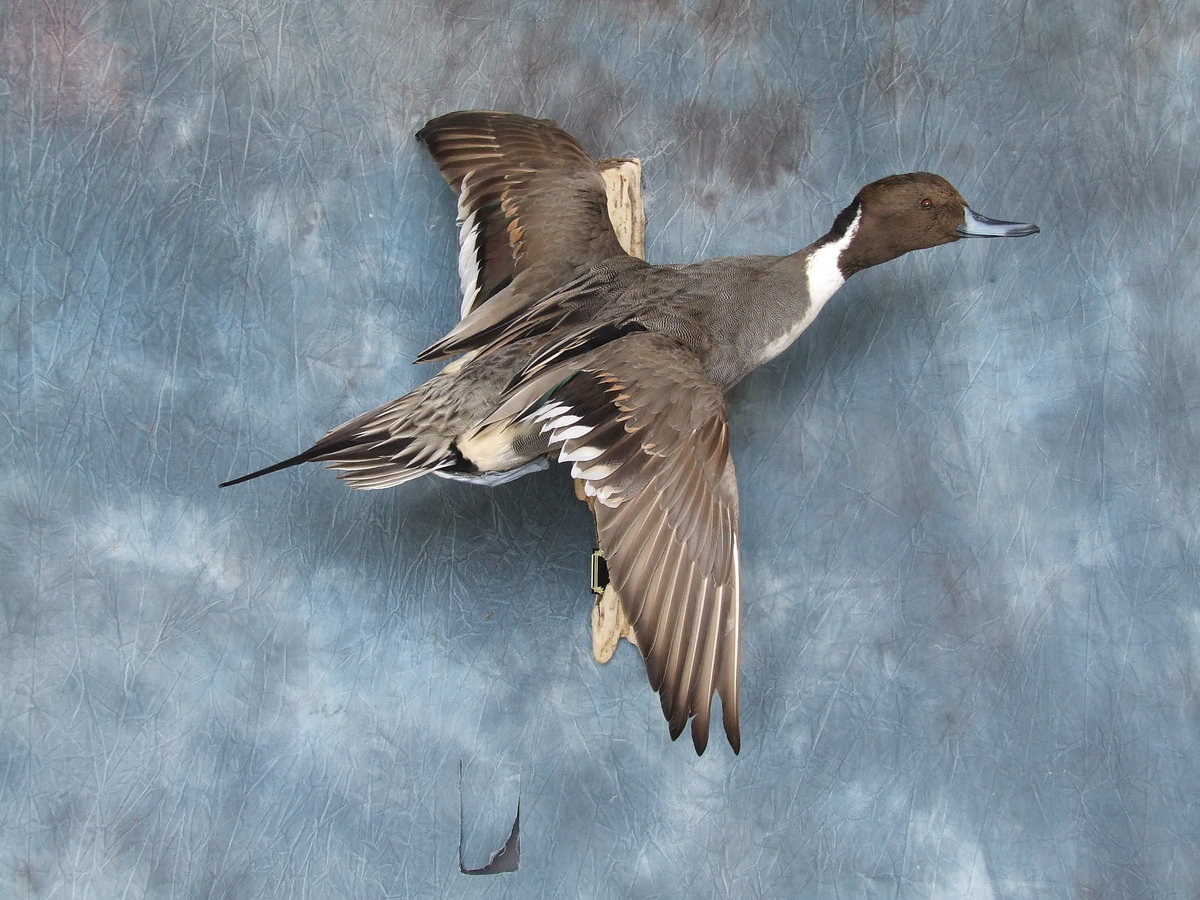 Pintail Drake.