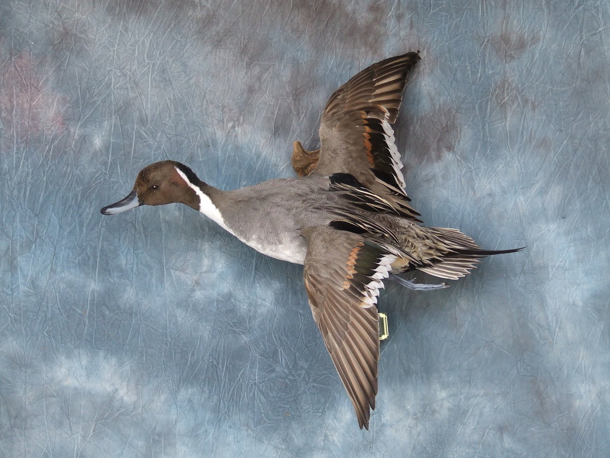 Pintail Drake.