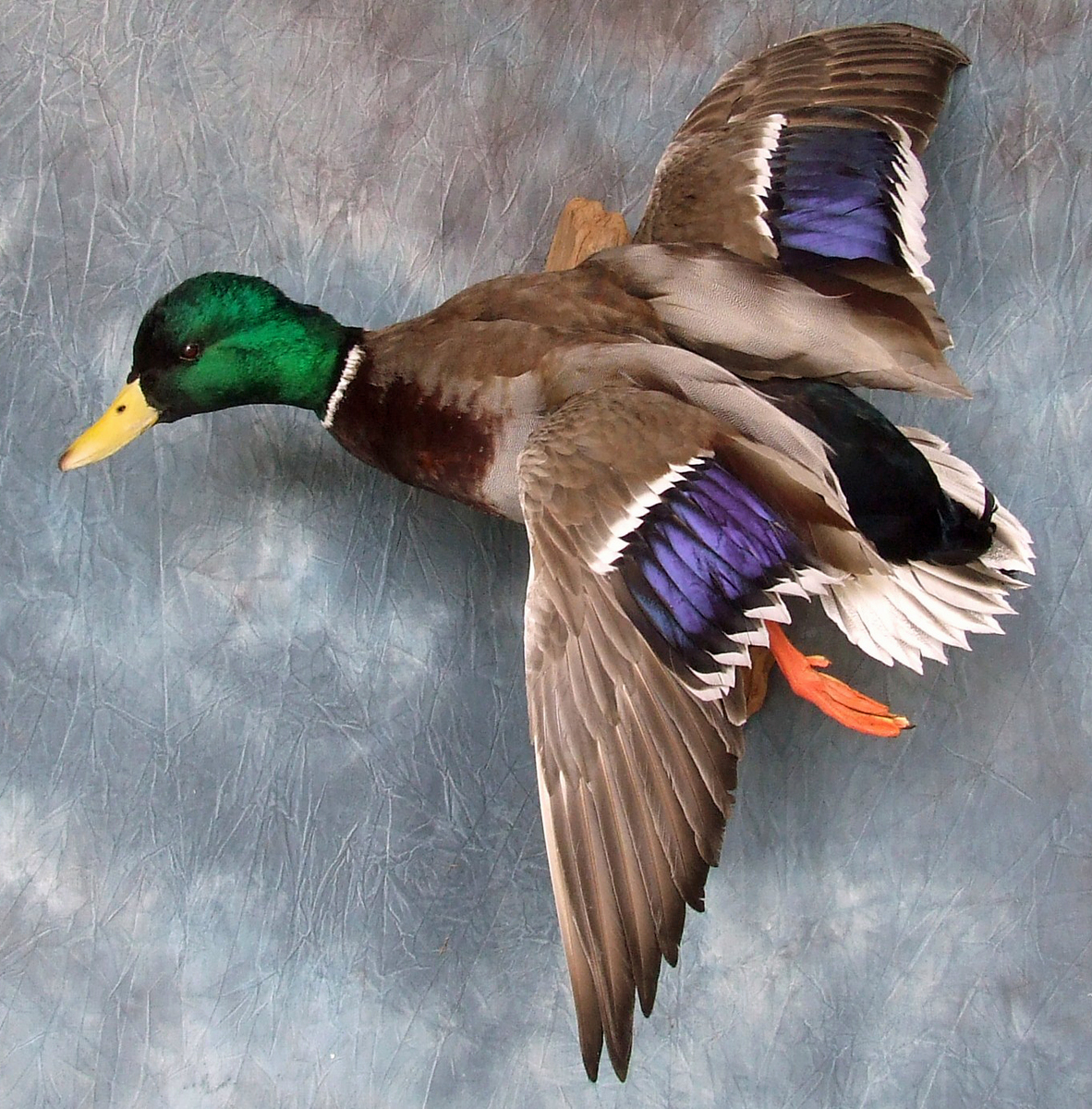 Drake Mallard.