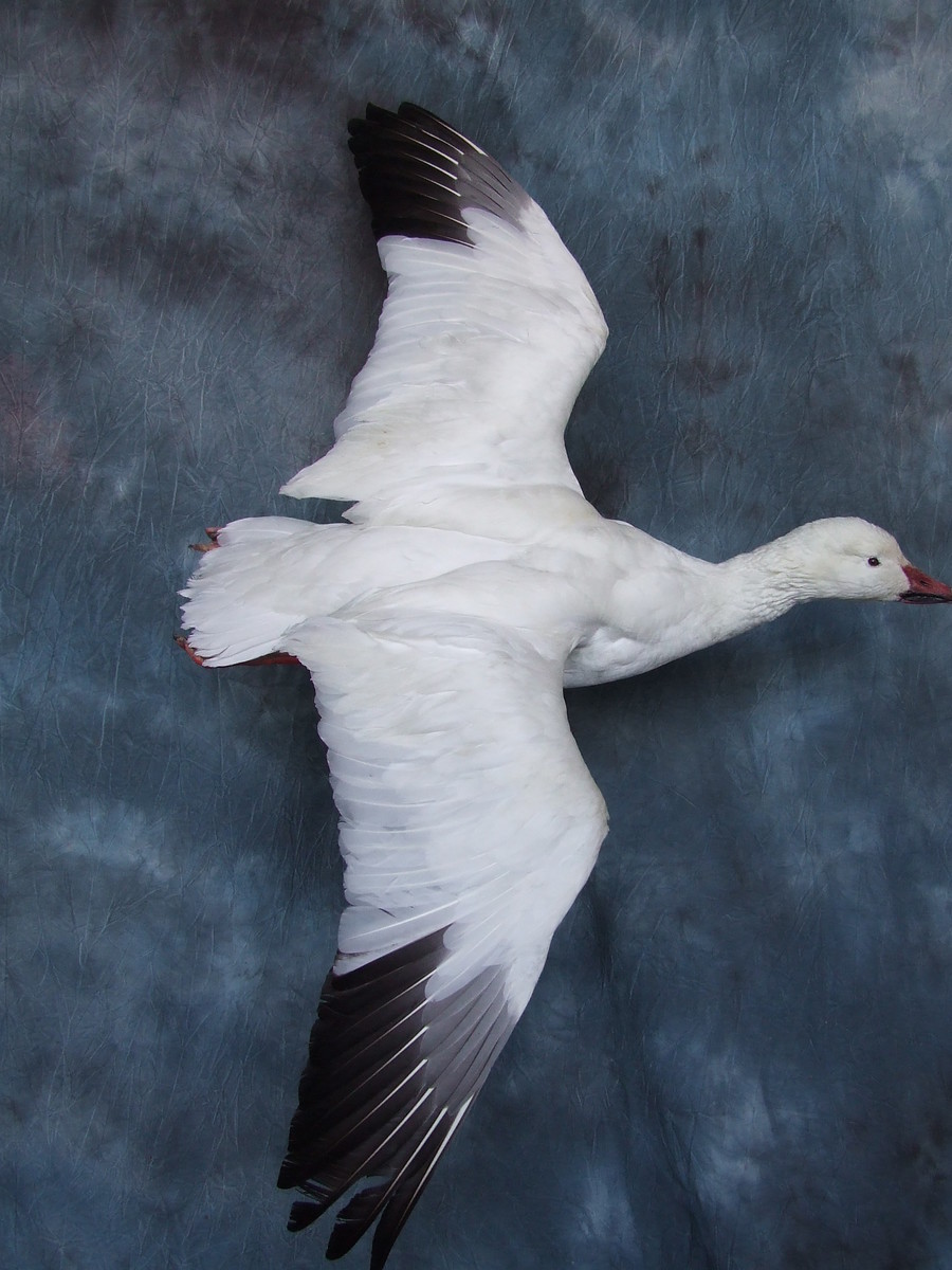 Snow Goose.