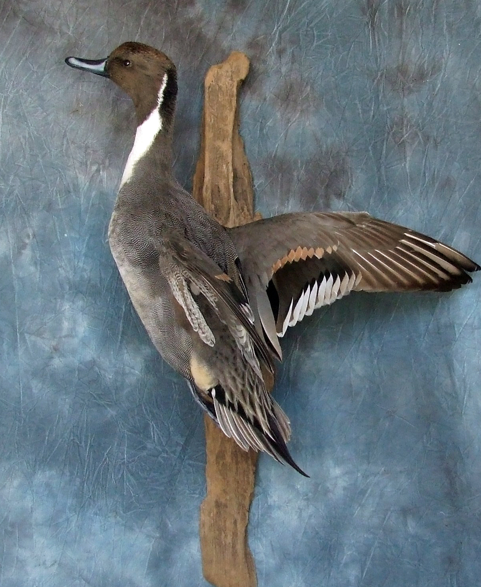 Drake Pintail.