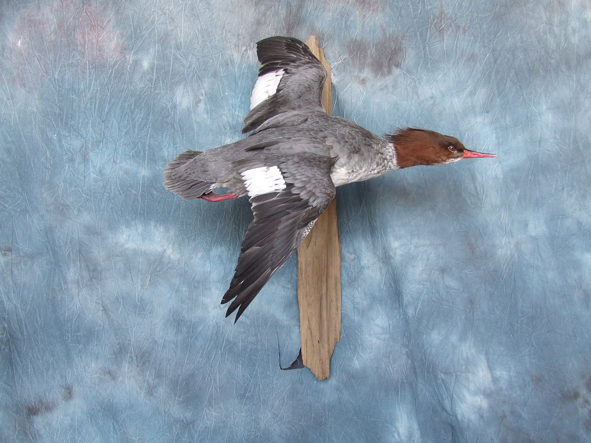 Merganser Hen.