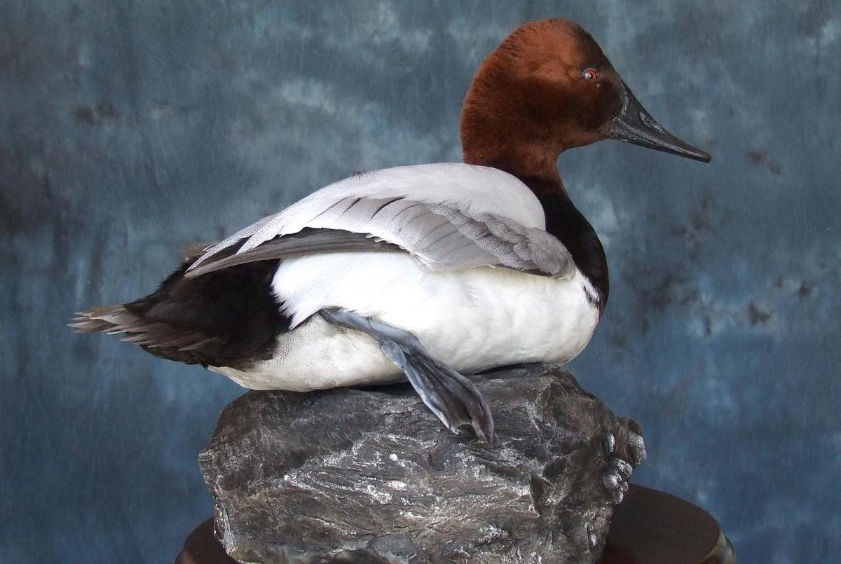 Canvasback.