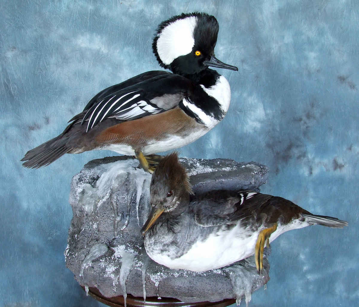 Hooded Mergansers.