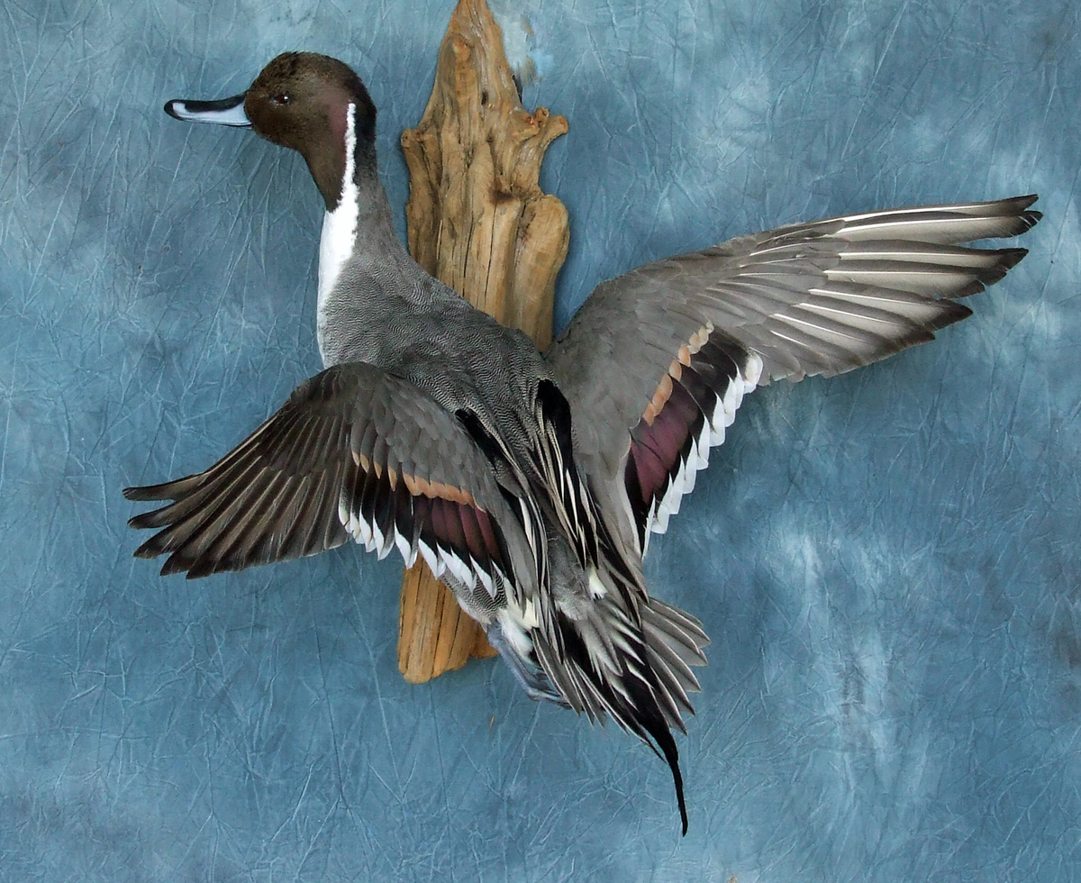 Pintail.