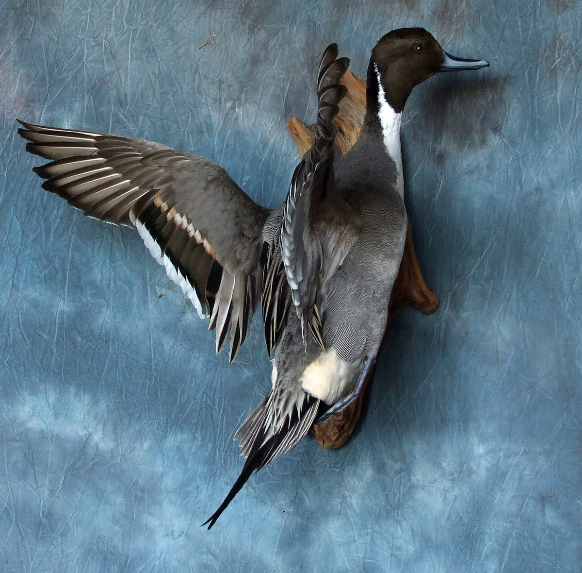 Pintail Drake.