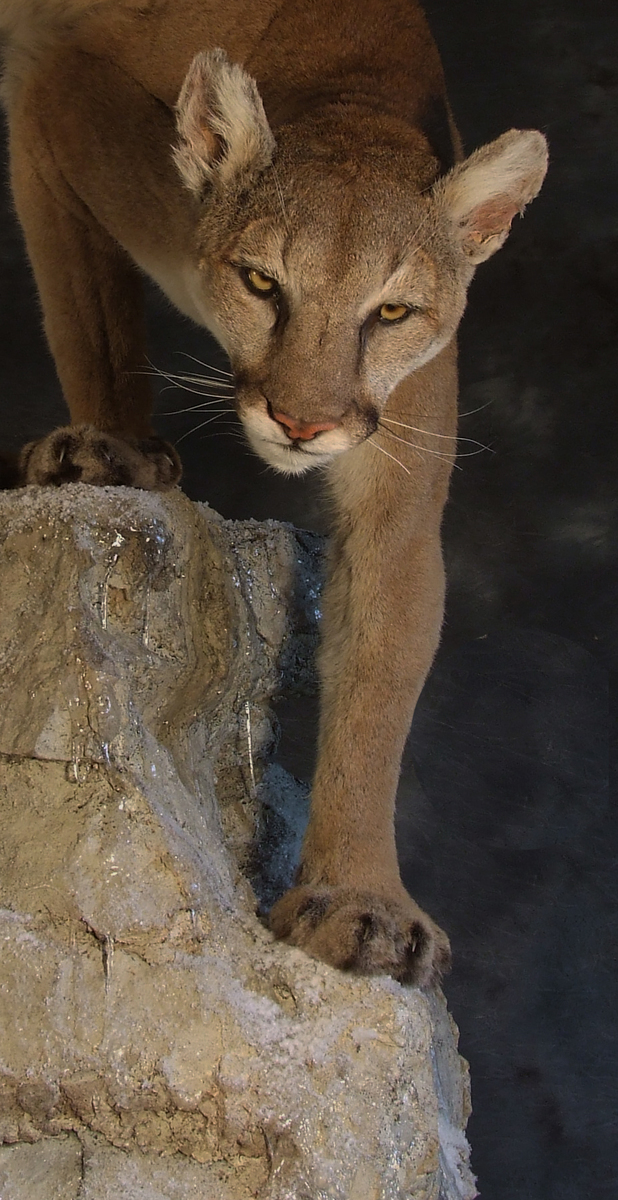 Cougar, Mountain Lion.