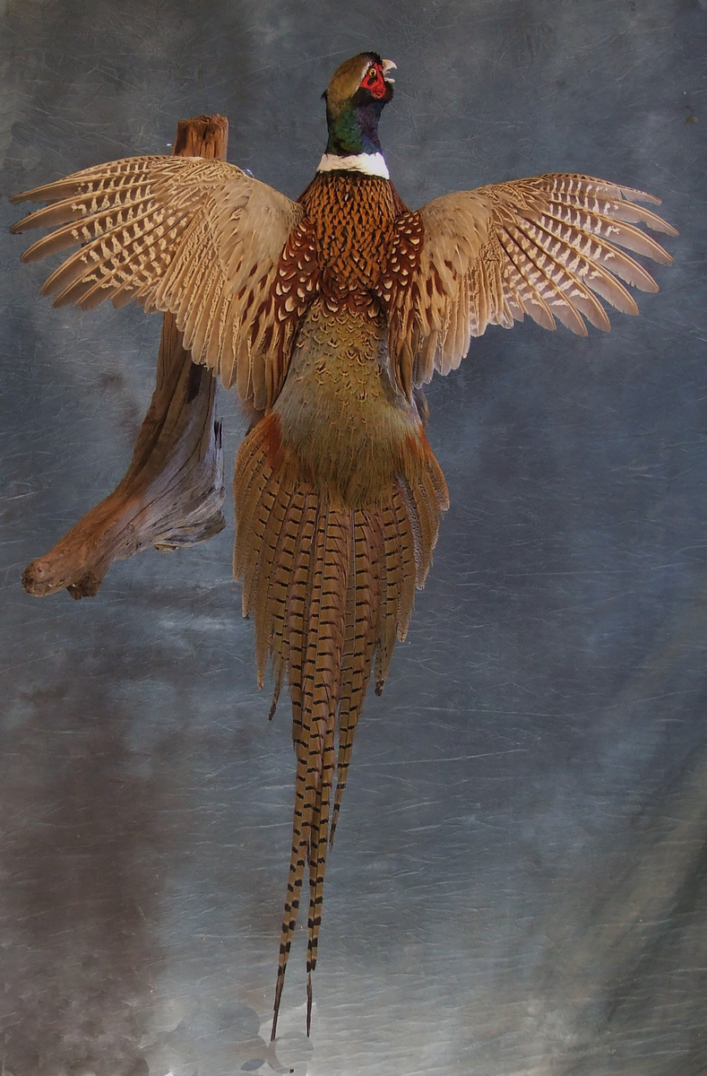 Bird Taxidermy.