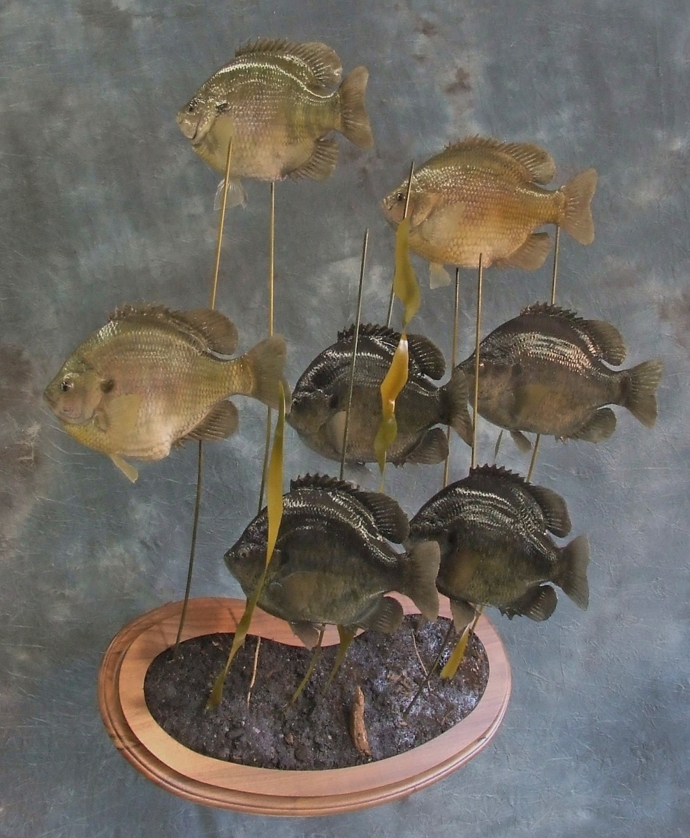 Bluegill group.