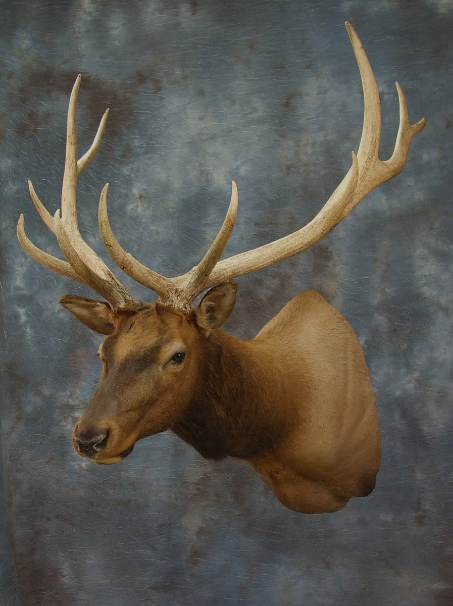 elk