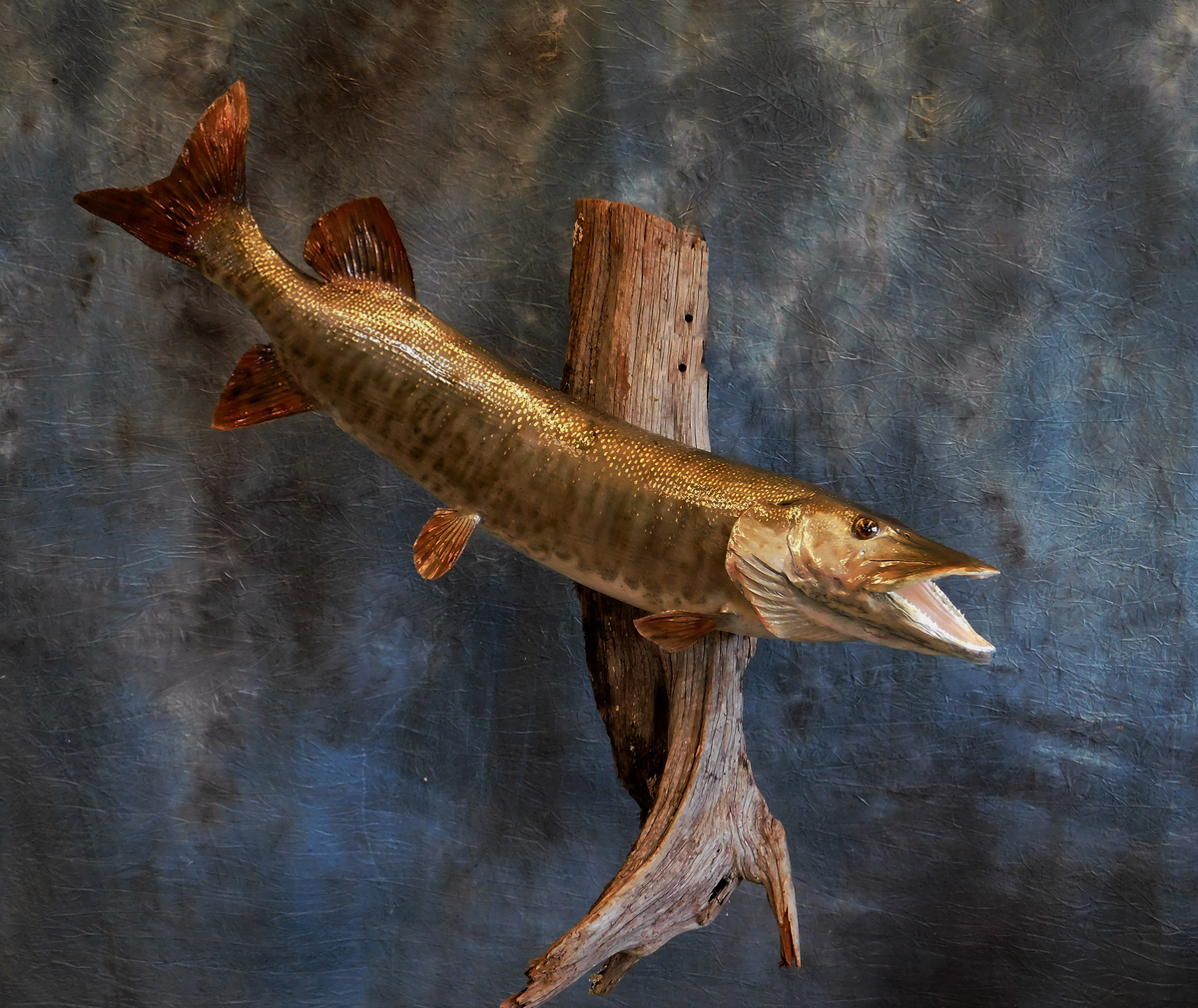 Muskie