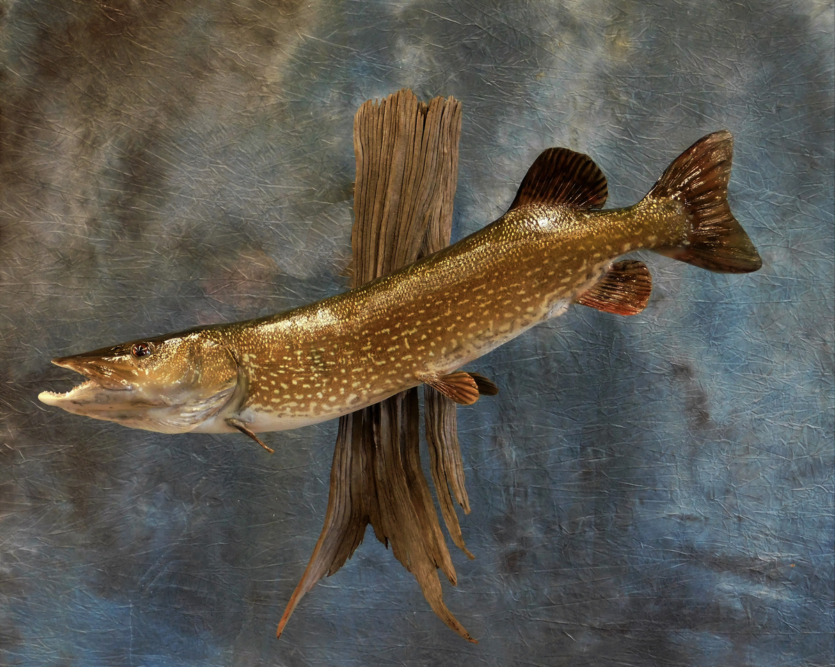 Northern Pike.