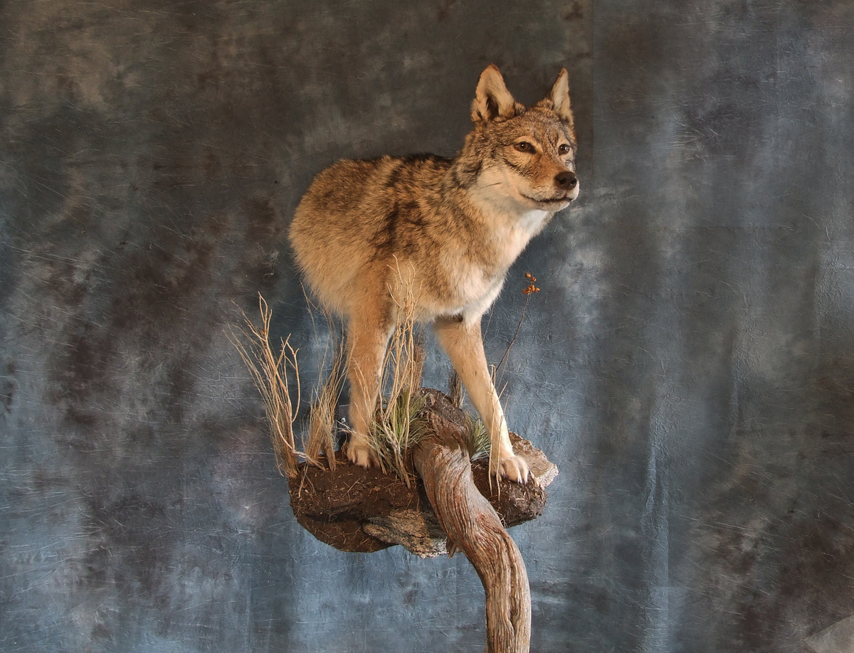 Coyote Taxidermy.