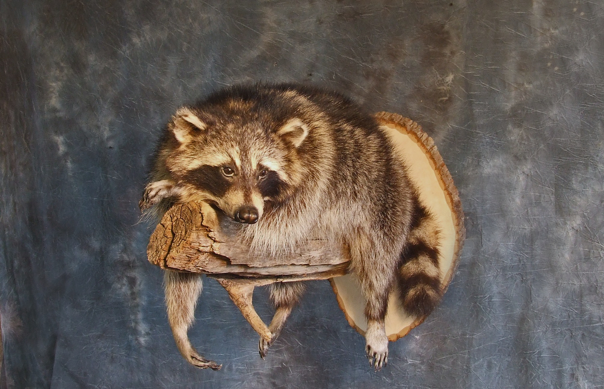 Raccoon Taxidermy.