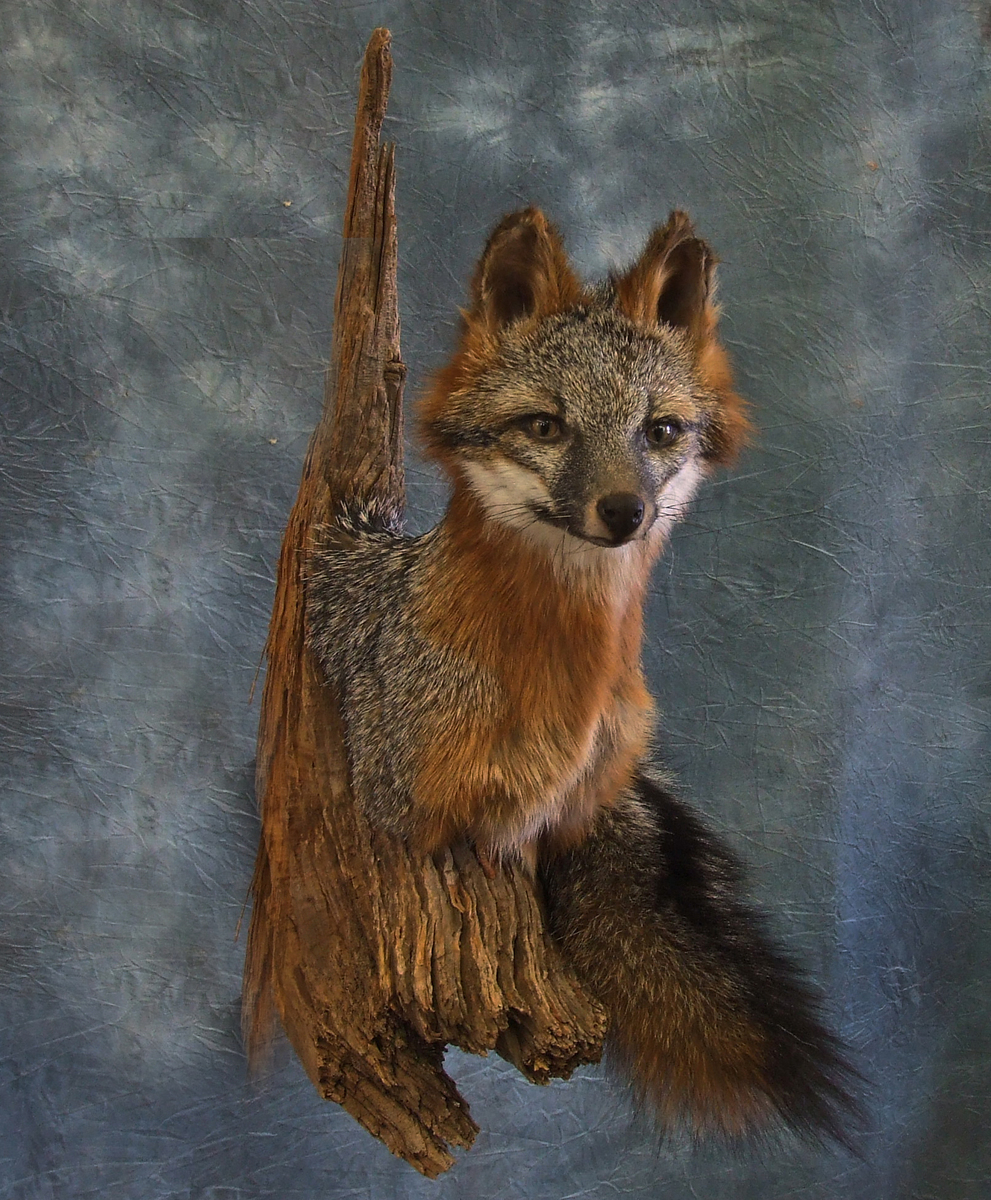 Mounted Grey Fox.