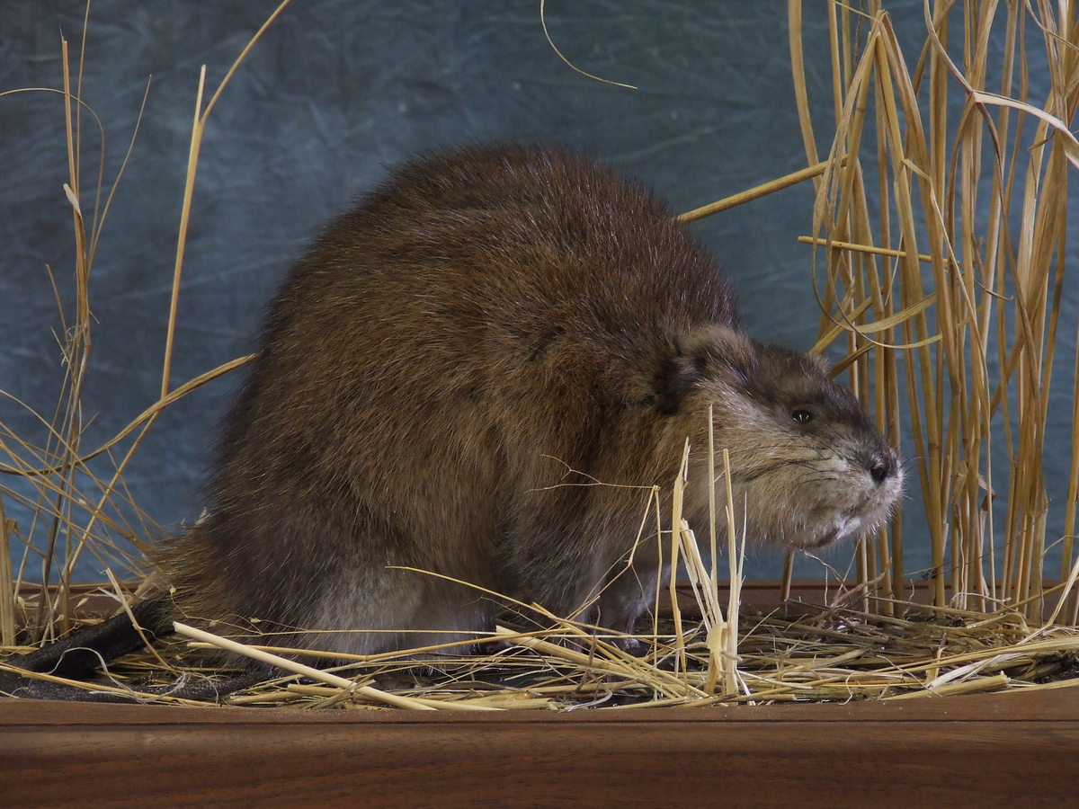 Mounted Muskrat.