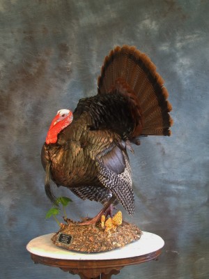 Turkey mount.