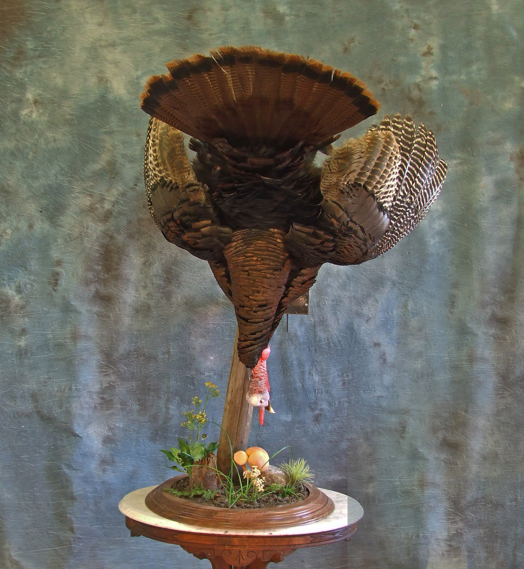 Wild Turkey mount.