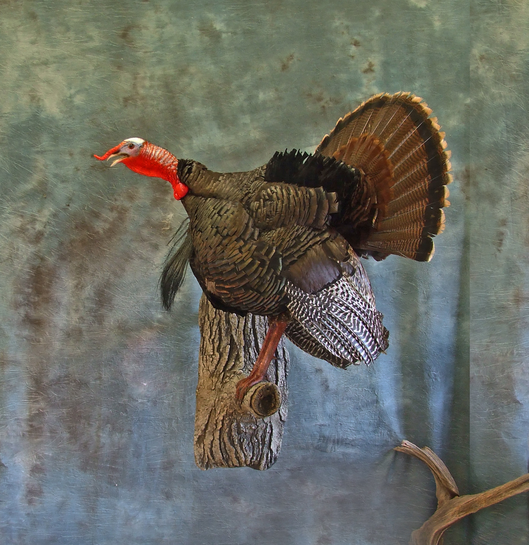 Bearded Hen Turkey.