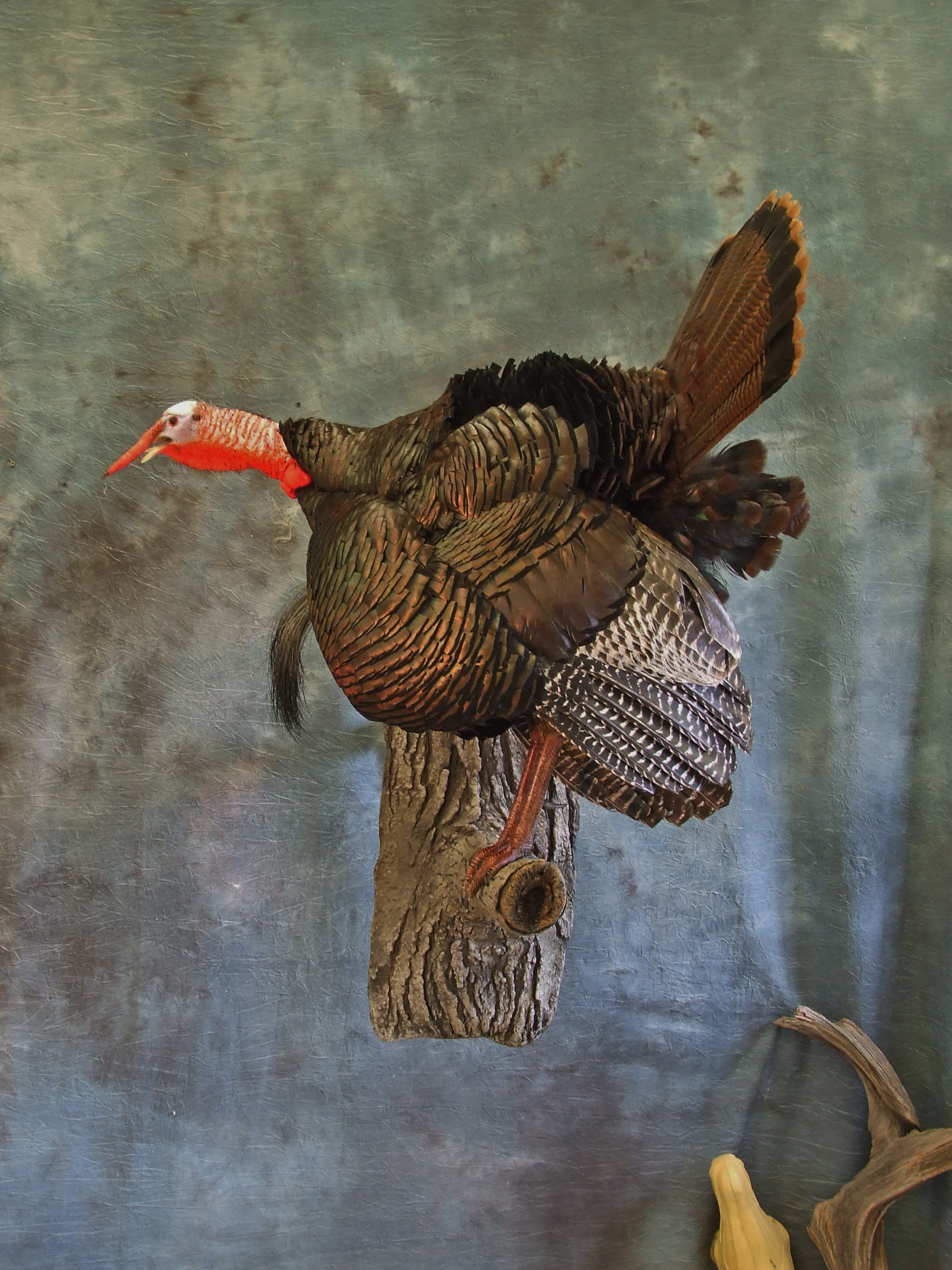 Turkey mount.