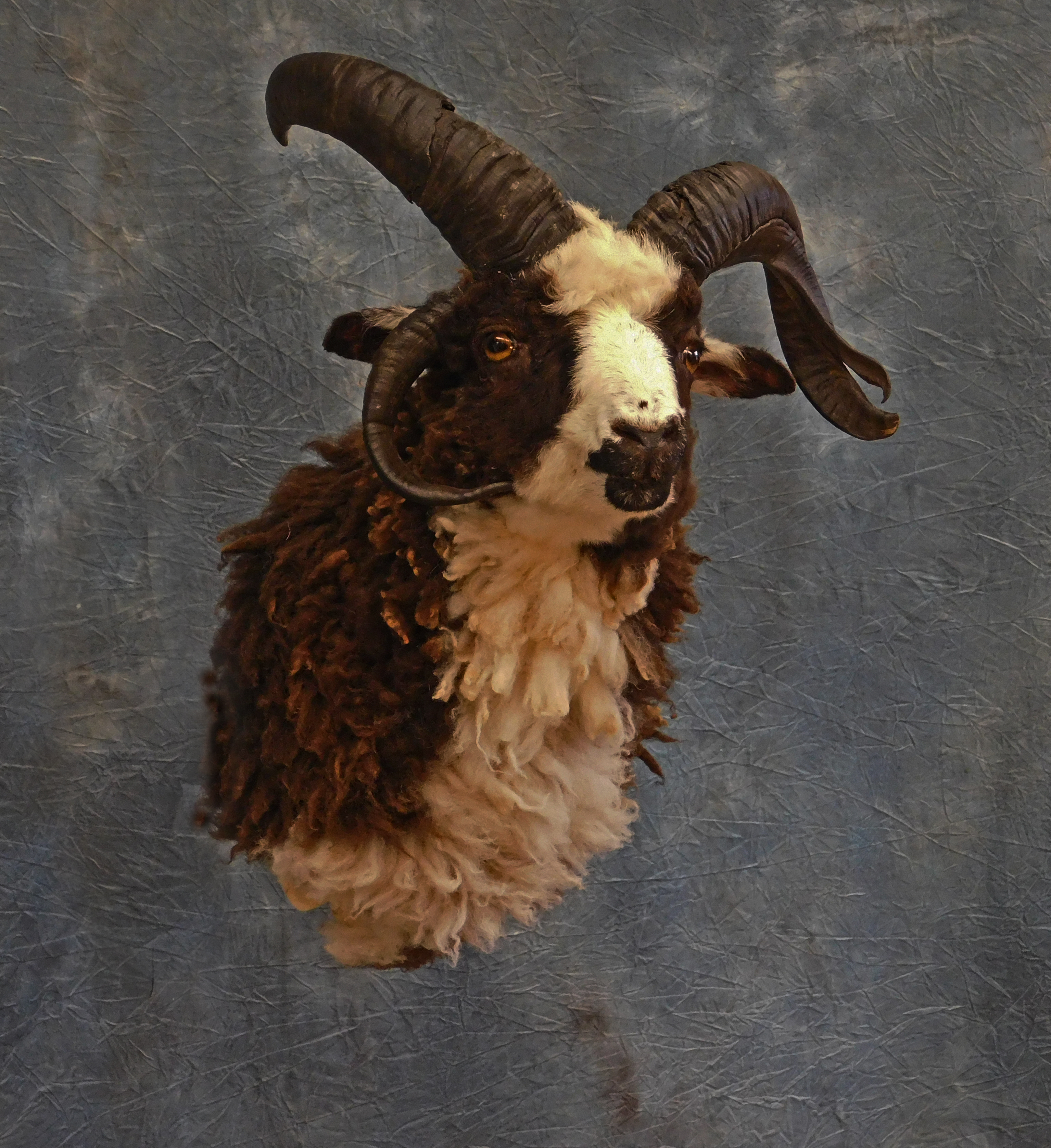 Sheep mount.